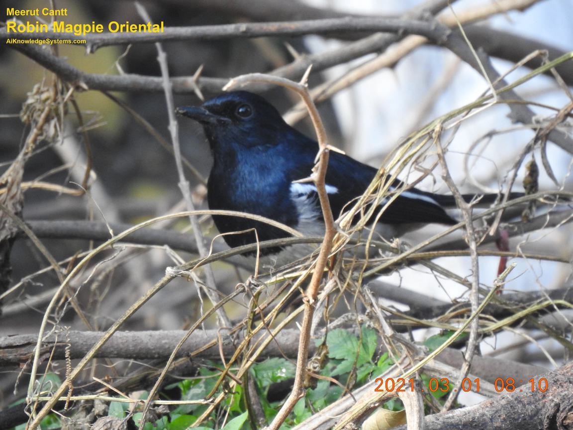 Magpie Robin (107) Coming Soon